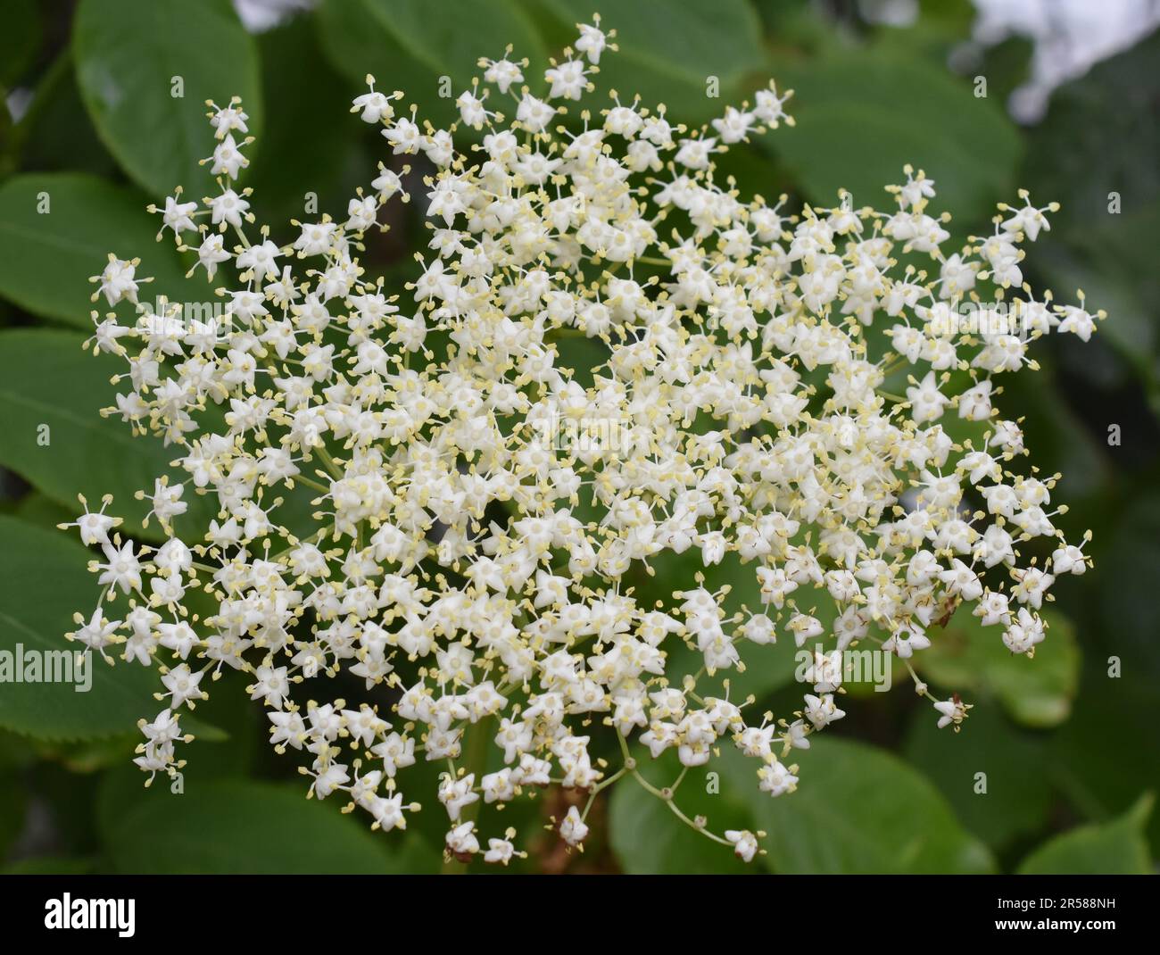 Fiori bianchi su arbusto nero sambucus nigra closeup Foto Stock