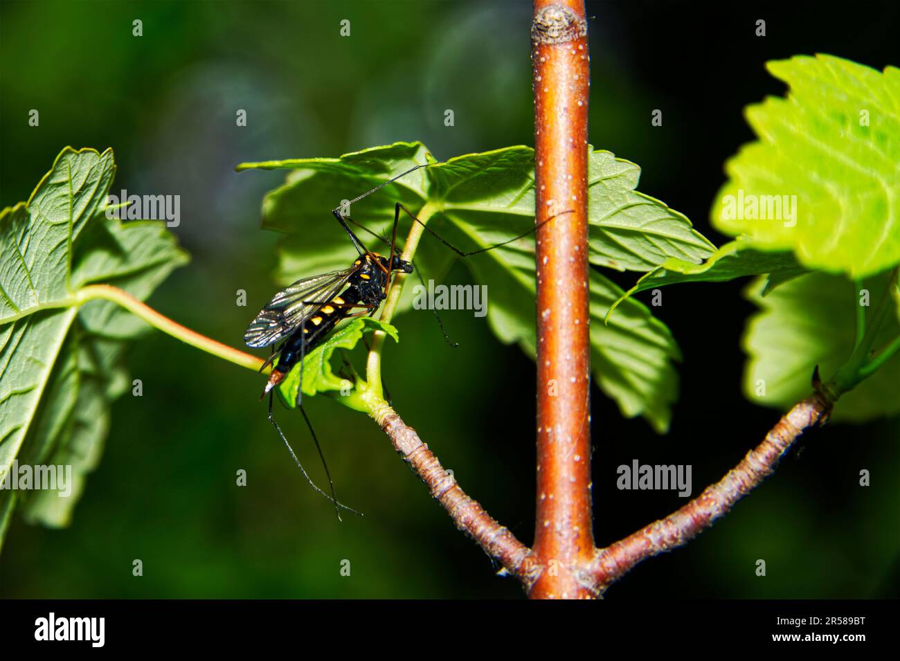 Vero e proprio flie di gru, nero lucido con marcature gialle riponendosi su una pianta Foto Stock