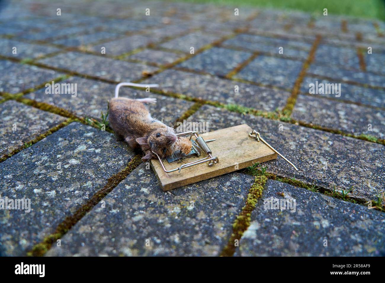 Primo piano di un piccolo topo vole banca morto in una vecchia trappola di legno, sanno spesso trasportare e trasmettere il virus hunta, che è una malattia pericolosa per Foto Stock