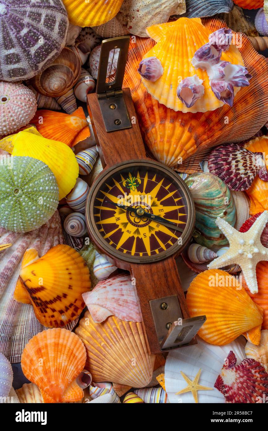 Bussola nautica su Seashells Still Life Foto Stock