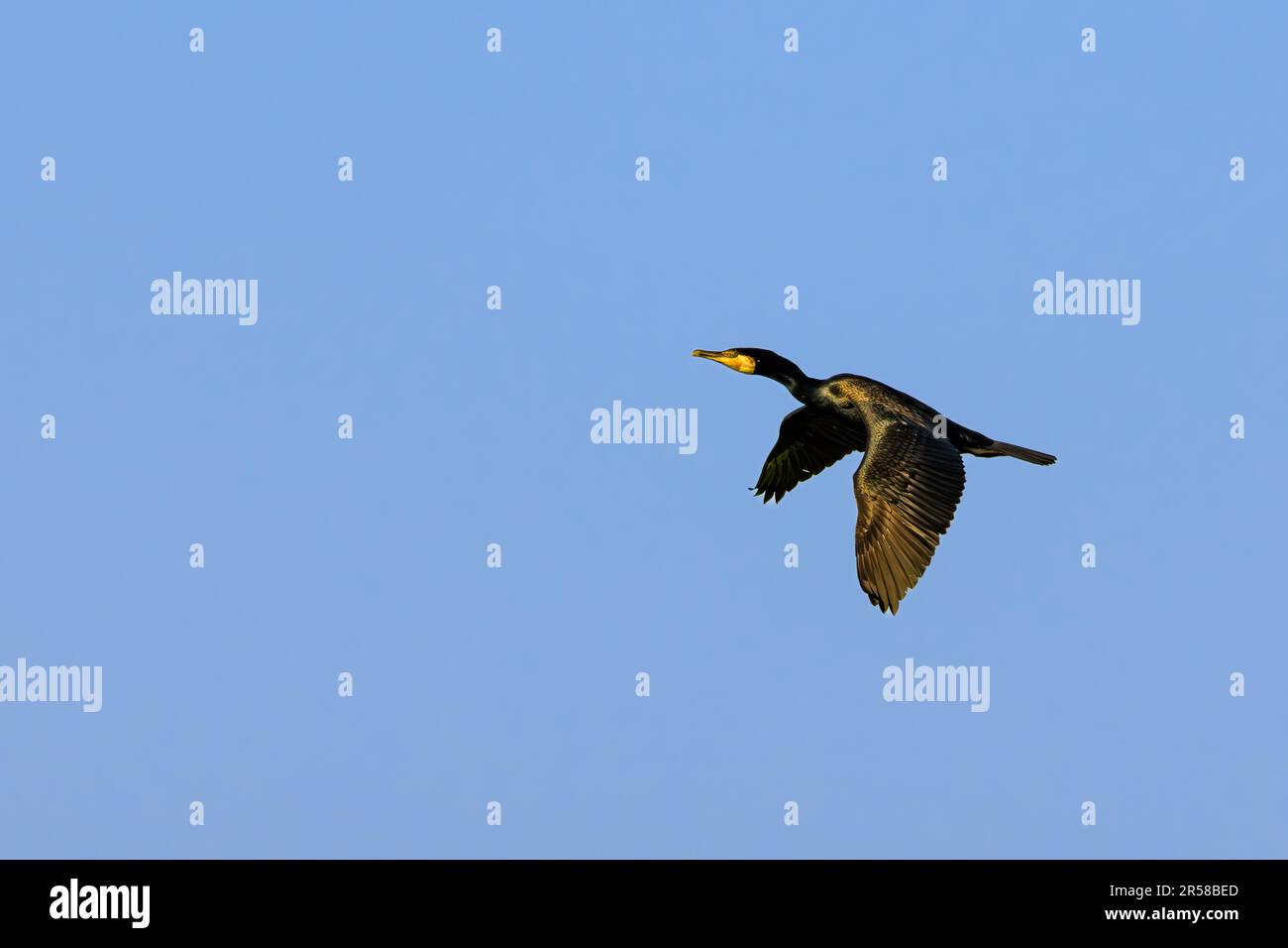 Primo piano di un cormorano impennato, Phalacrocorax carbo, con piumaggio nero e riflessi dorati sui margini delle ali in luce calda dal sole crescente ag Foto Stock