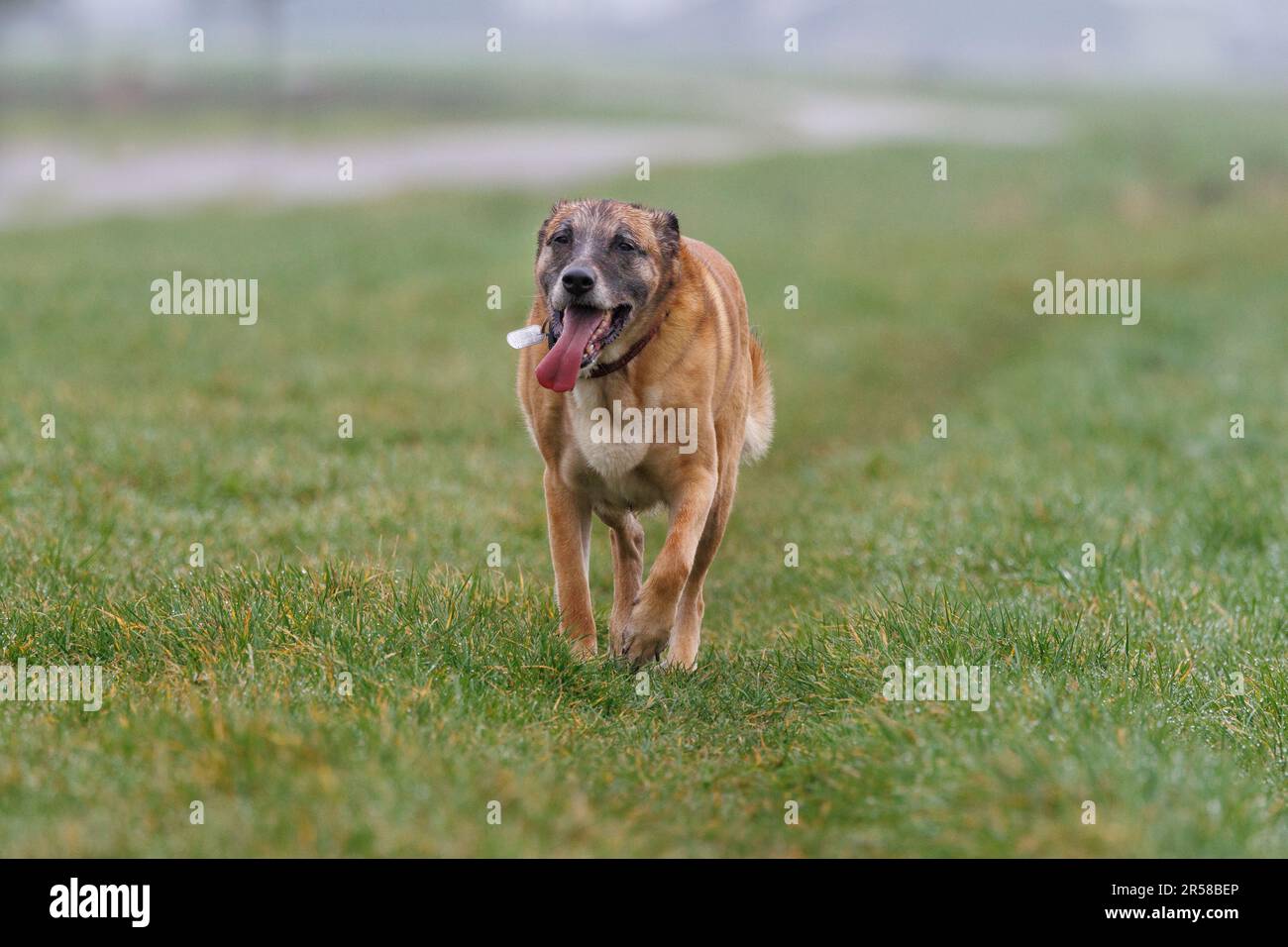 Primo piano di un malinois ansimante stanco con orecchie rivolte all'indietro che camminano su una breve strada rasata verso la macchina fotografica con colletto e tag cane con il nome Foto Stock