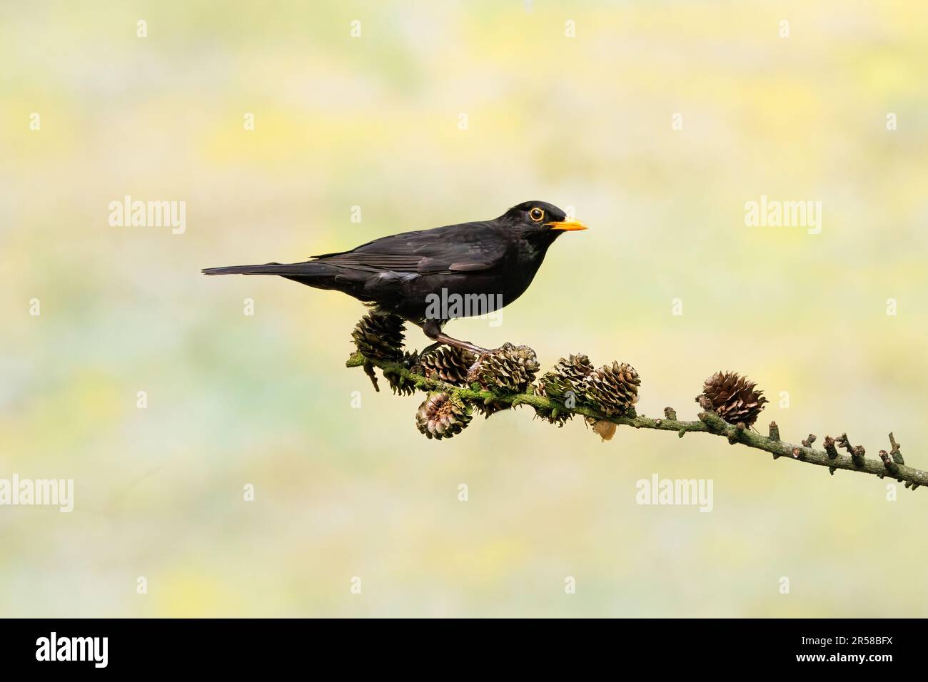 Primo piano di un maschio Blackbird, Turdus merula, con un bellissimo anello giallo occhio e becco giallo in piedi e guardando in alto con contatto visivo su un ramo di Larice Foto Stock