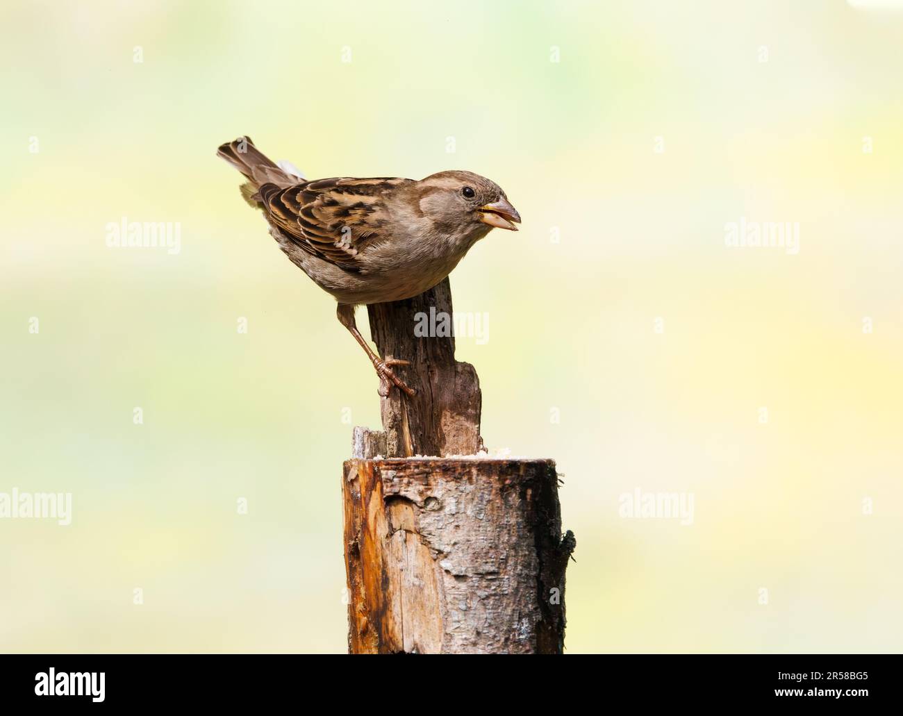 Primo piano femmina Casa Sparrow, Passer domestica, sul punto di alimentazione in cima al tronco di albero segato-off guardando in su con il contatto con gli occhi e le gambe con unghie affilate Foto Stock
