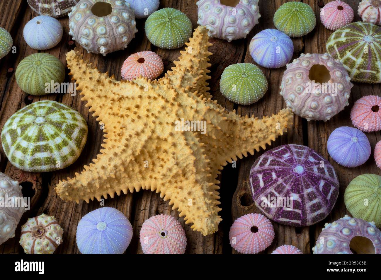 Stelle marine giganti e assortimento di ricci marini Foto Stock
