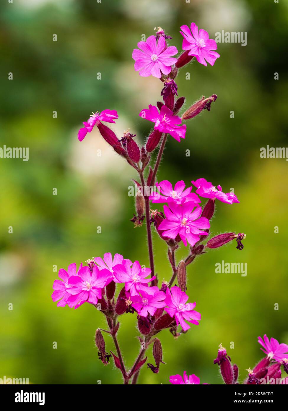 Red campion, Silene dioica, una pianta da giardino inglese con fiori selvatici e piante perenni Foto Stock