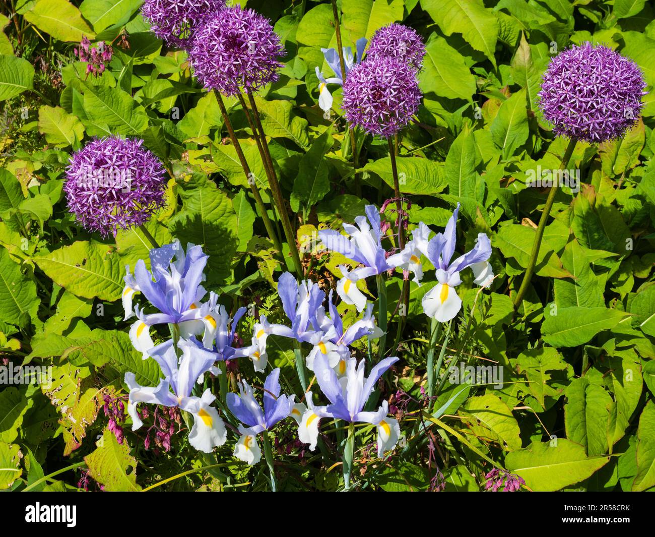 Inizio estate combinazione piantagione di bulbi duri Allium 'Purple Sensation' e Iris x hollandica 'Silvery Beauty' Foto Stock