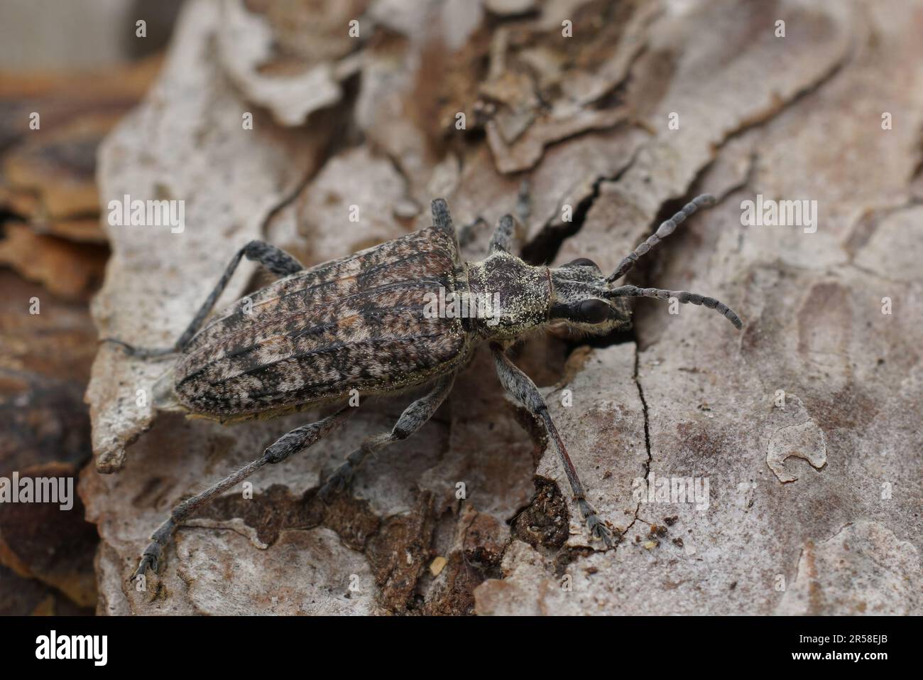 Particolare primo piano su uno scarabeo di longhorn grigio, il boratore di pino a coste o inquisitore di Rhagium seduto su legno Foto Stock