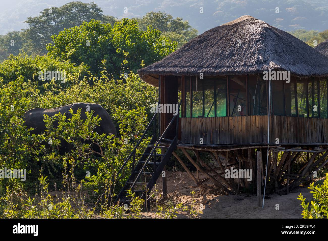 Una casa sull'albero con tetto di paglia della Kutchire Lodge si erge su palafitte sopra una fitta boscaglia nel Parco Nazionale di Liwonde, Malawi; un elefante pascola a pochi metri di distanza tra gli arbusti a sinistra. Gli animali selvatici hanno libero accesso ai terreni aperti della lodge. Foto Stock