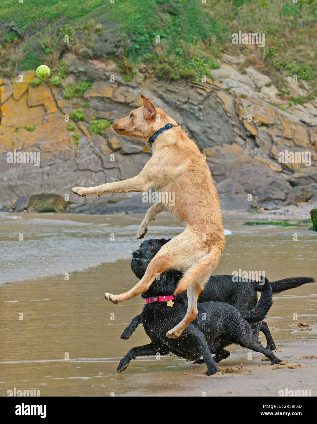 Labrador Retrievers giocando con una palla su una spiaggia Foto Stock