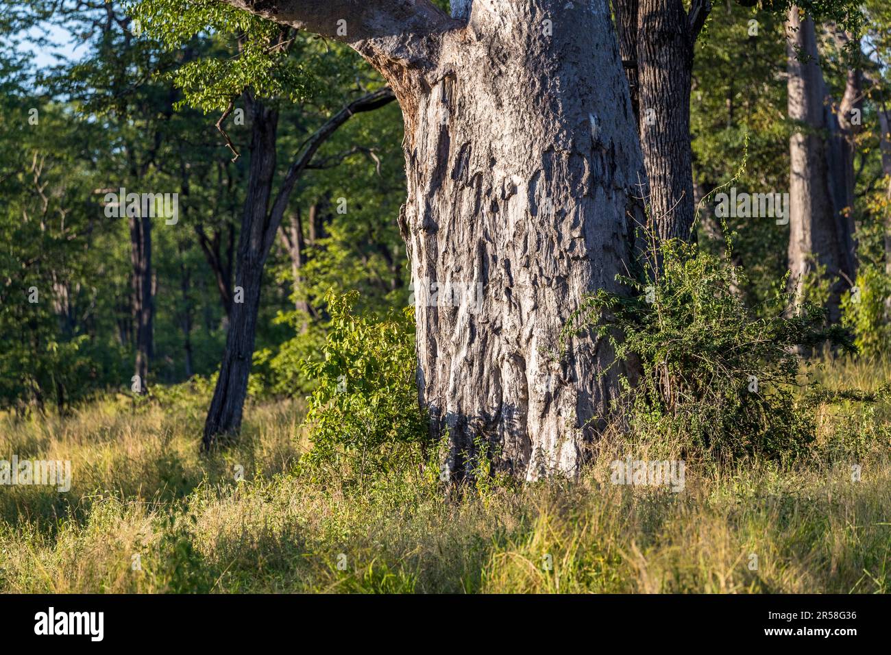 Il tronco di un albero di baobab mostra chiaramente i segni di graffio delle zanne di elefante. Durante la stagione asciutta, questi alberi servono come serbatoi fluidi. Parco Nazionale Malawi Liwonde Foto Stock