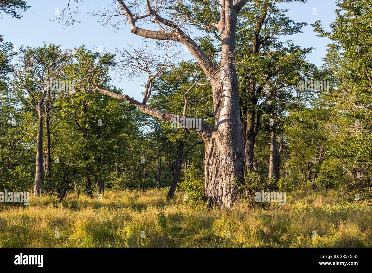 Baobab Tree nel Parco Nazionale di Liwonde. L'albero immagazzina molta acqua nel suo tronco. Gli elefanti rompono la corteccia quando è asciutta. Questo tronco mostra le tracce di elefanti. Il tronco di un albero di baobab mostra chiaramente i segni di graffio delle zanne di elefante. Durante la stagione asciutta, questi alberi servono come serbatoi fluidi. Parco Nazionale Malawi Liwonde Foto Stock