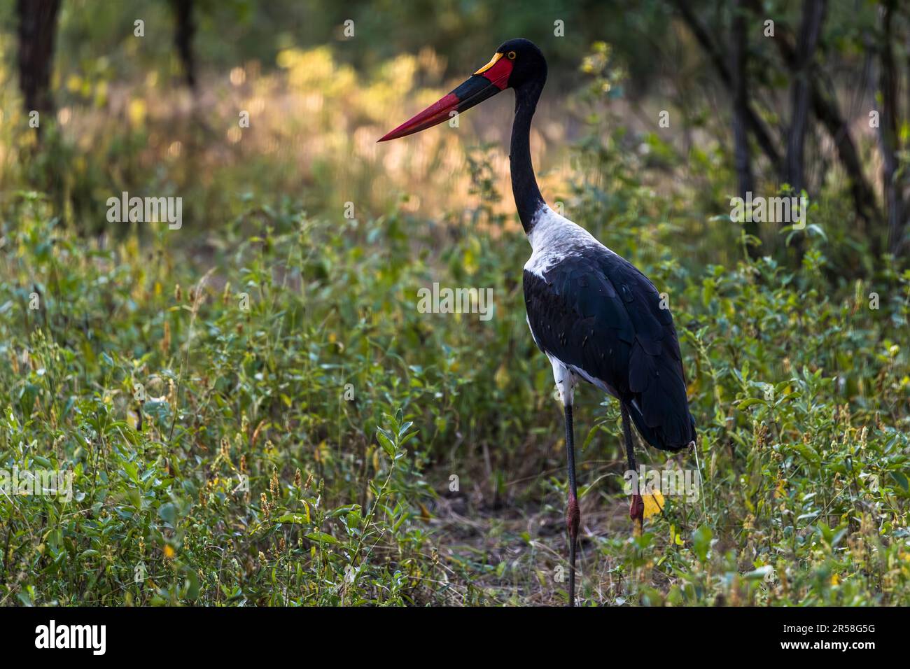 Un cicogna dal becco a sella (Ephippiorhynchus senegalensis) si trova nell'alto fieno del parco nazionale di Liwonde, Malawi; il suo becco mostra i colori della bandiera tedesca, oltre allo scudo giallo a forma di sella che dà il nome alla specie. Foto Stock