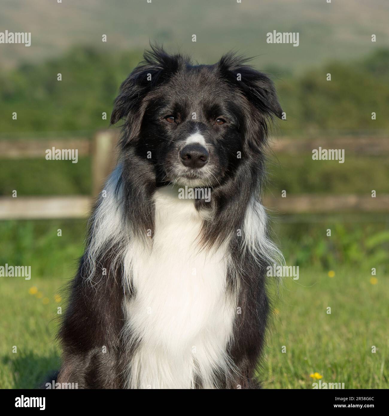 Border Collie cane Foto Stock