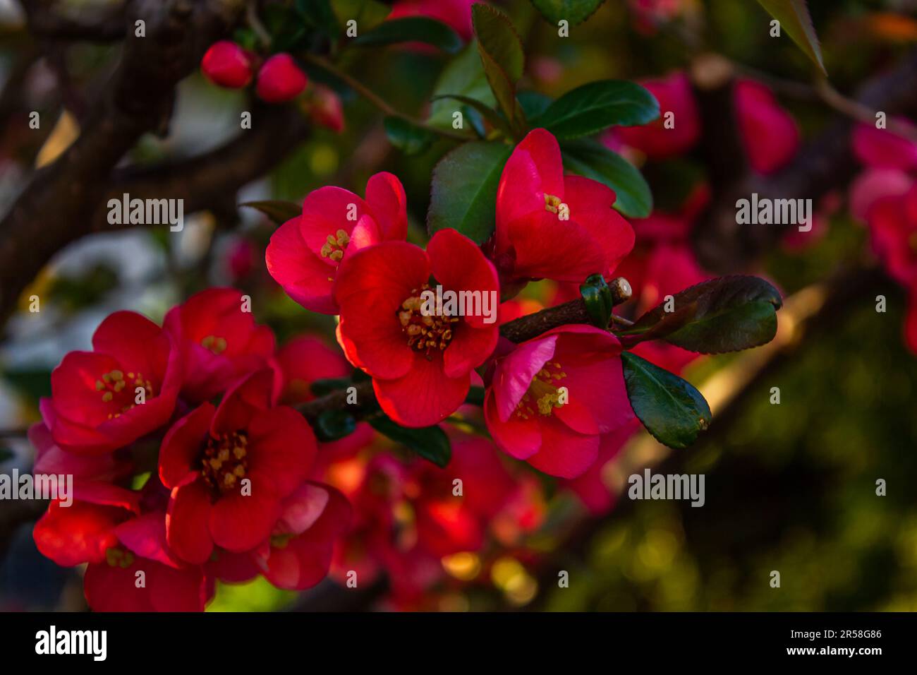 Un ramo di fiori rossi di mela cotogna giapponese in fiore. Arbusto perenne in fiore nel giardino primaverile. Gli ibridi di Chaenomeles superba sono forme coltivate di qui Foto Stock