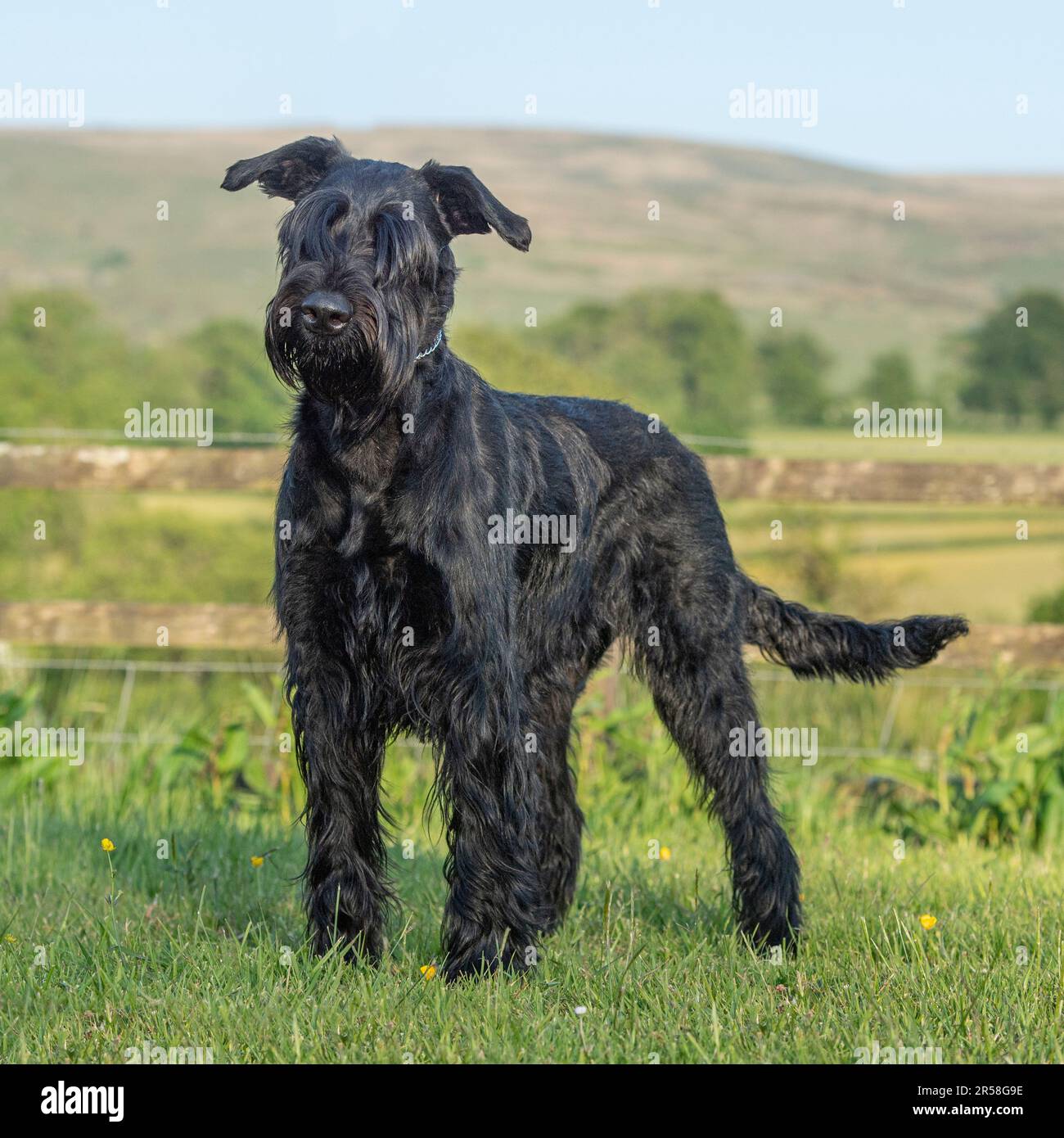 schnauzer gigante Foto Stock