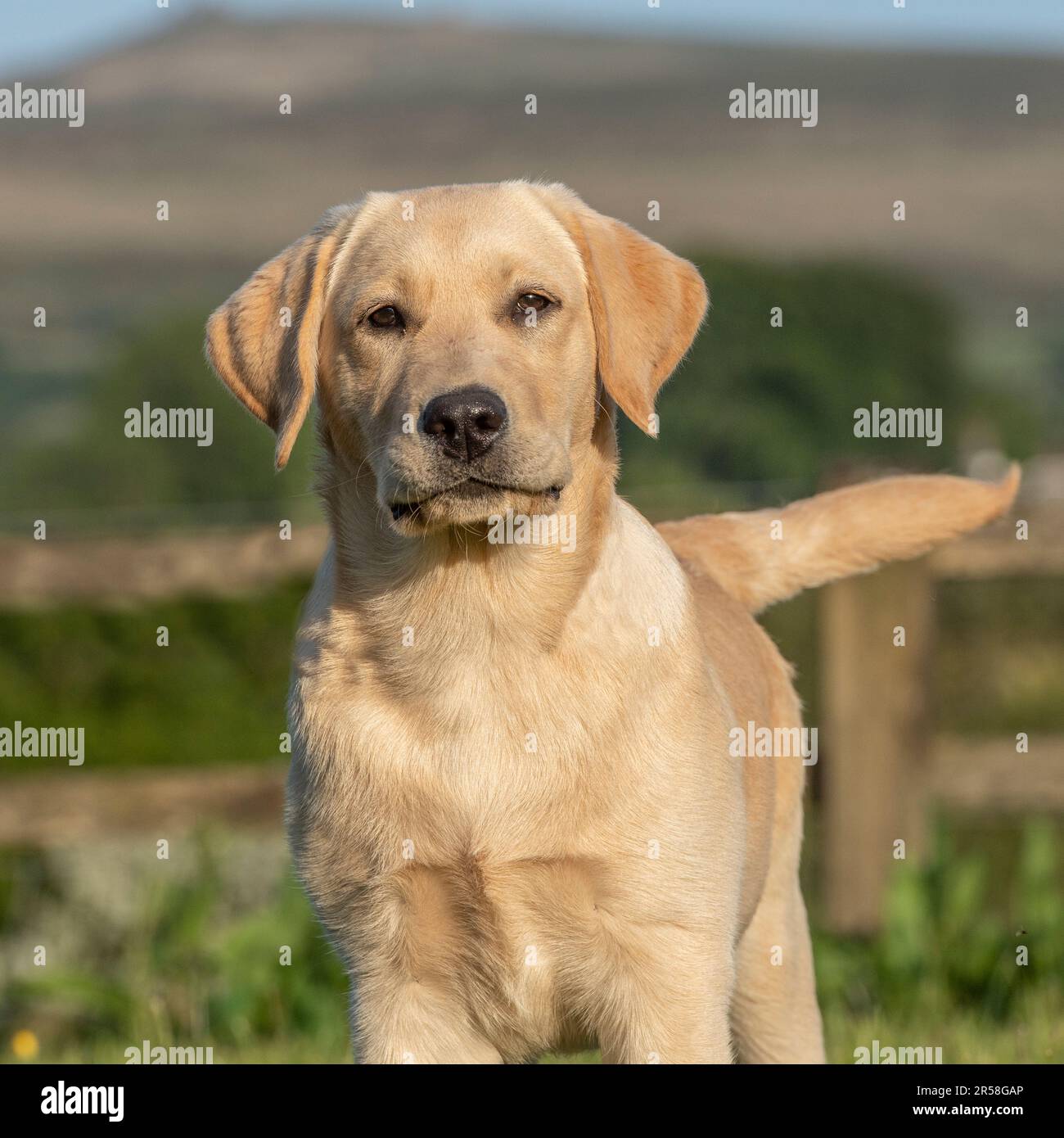 Giallo labrador retriever cucciolo Foto Stock