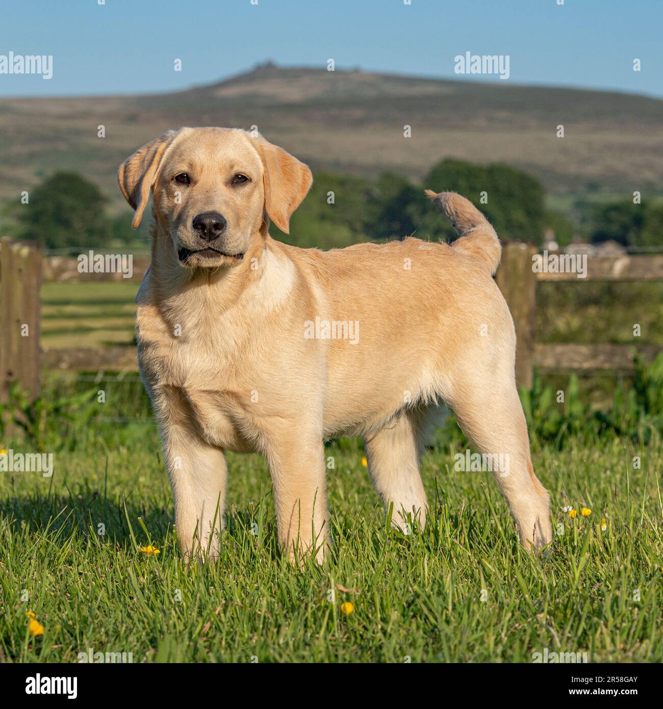 Giallo labrador retriever cucciolo Foto Stock