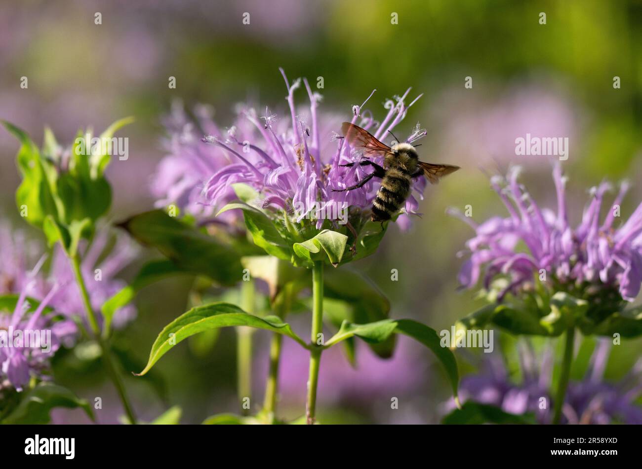 Un grande Bumblebee che si libra sopra un fiore di Bee Balm per impollinarlo, con le sue ali aperte. Vista ravvicinata. Foto Stock