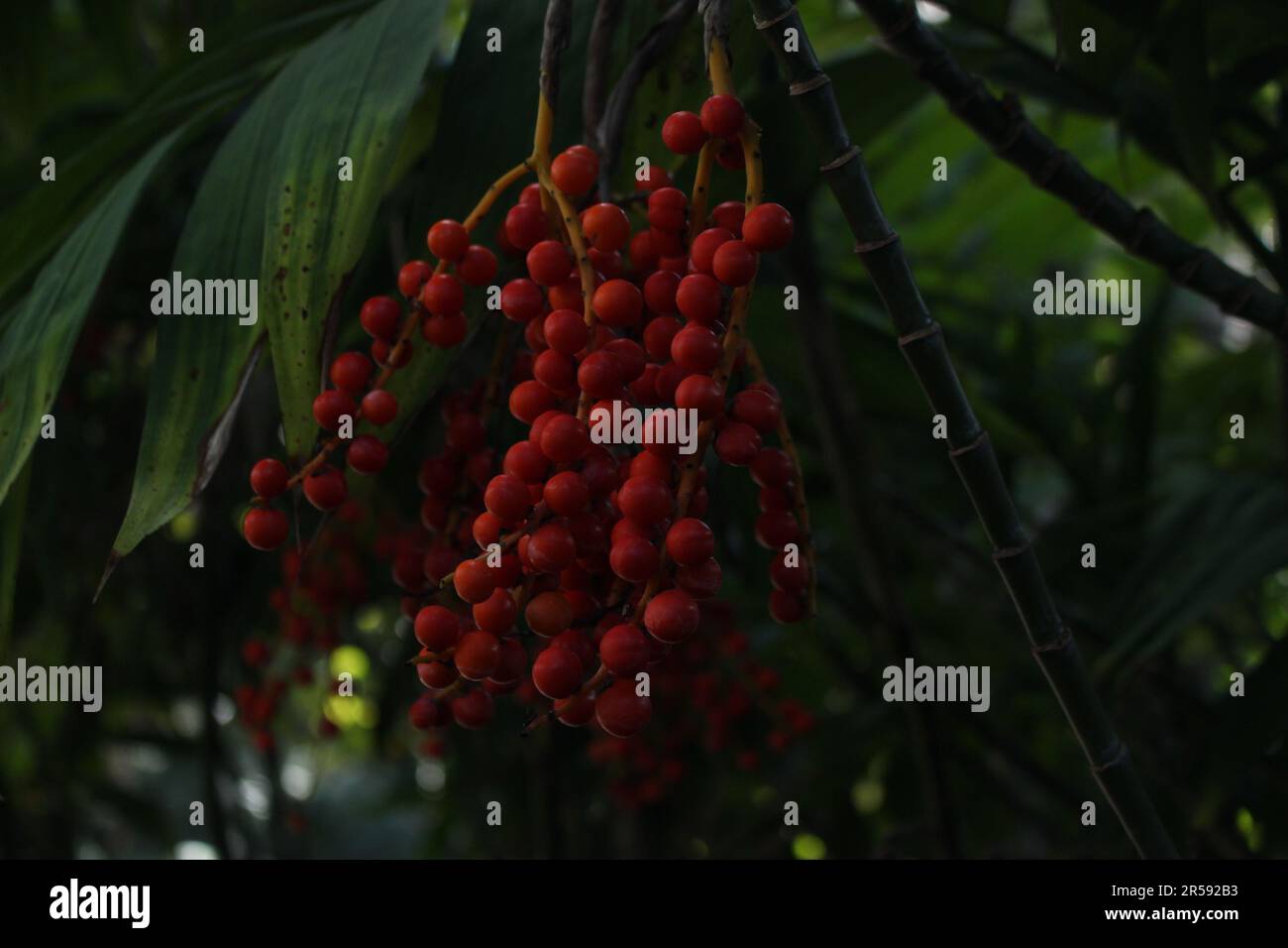 Chamaedorea presso la Huntington Library Foto Stock