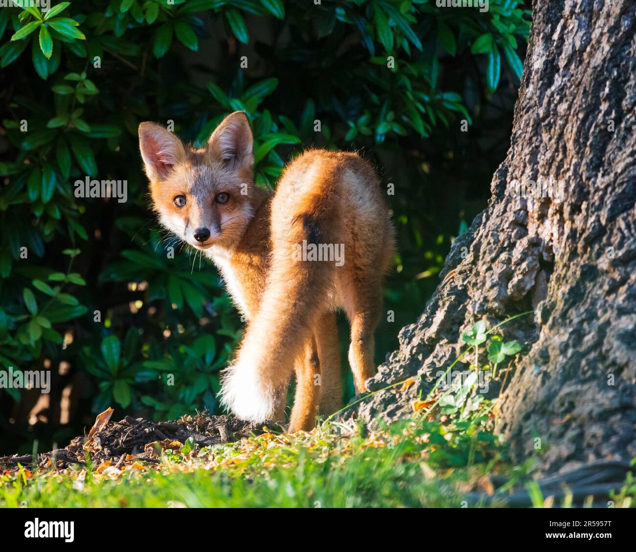 Baby volpi rosse urbane che giocano nell'erba Foto Stock