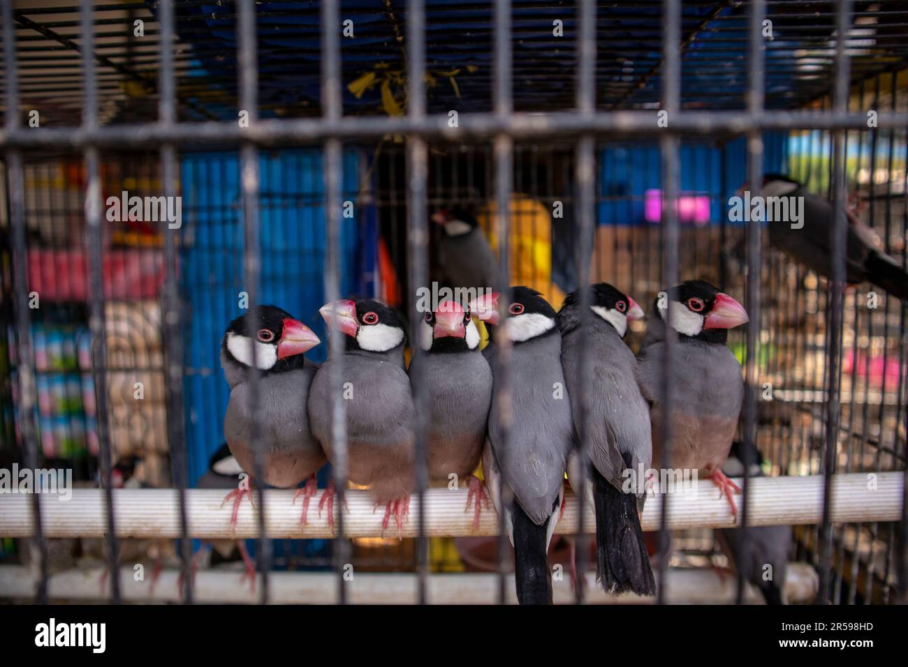 Passero Java. Uccelli in gabbie in vendita presso lo splendido mercato degli animali di Malang Foto Stock