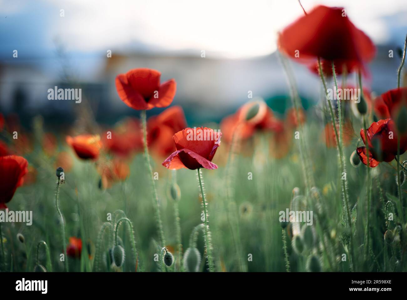 Primo piano di fiori e papavero, estate, tramonto, Foto Stock