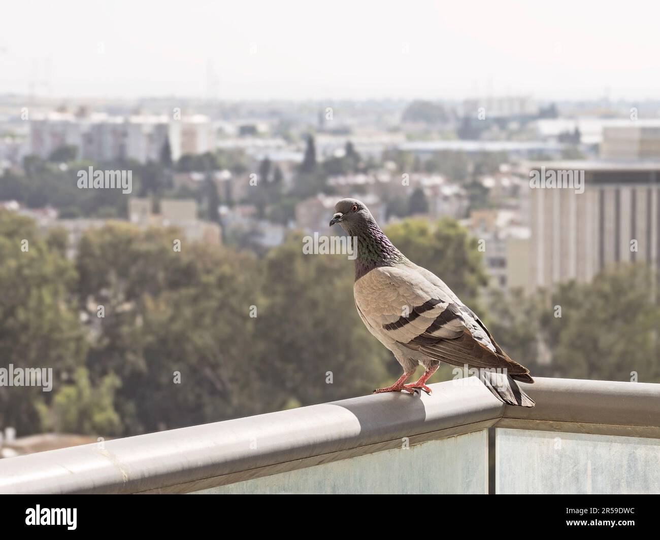 Un curioso piccione femminile comune Columbia livia arroccato su un alto balconata ringhiera con uno sfondo sfocato paesaggio urbano Foto Stock