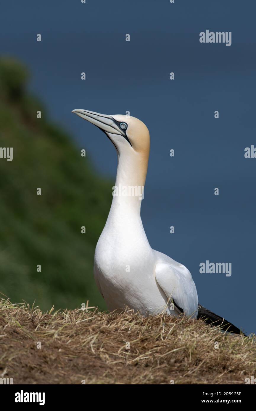 Northern Gannet (Morus bassanus) sulle cime della scogliera di Bempton Foto Stock