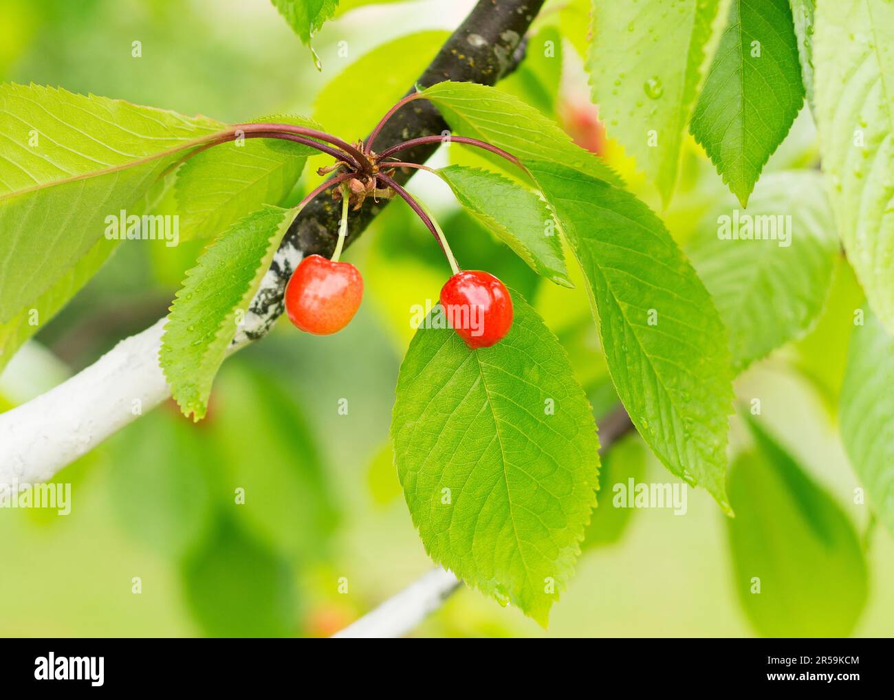 foglie di verde brillante sui rami e il frutto della ciliegia Foto Stock