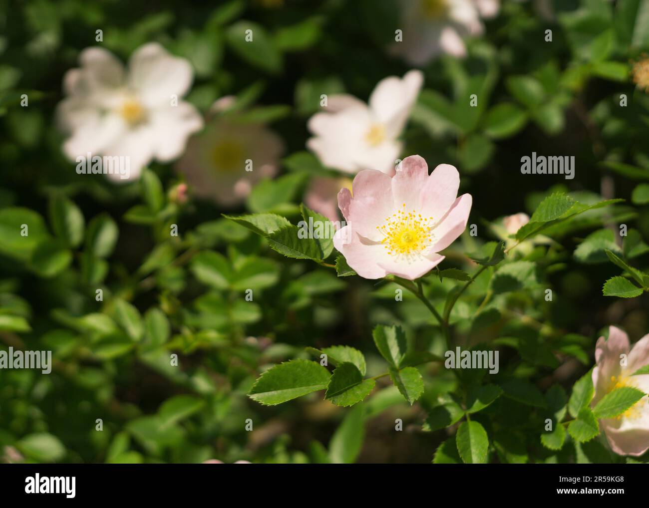 rosa rosa rosa rosa di fiori al sole Foto Stock