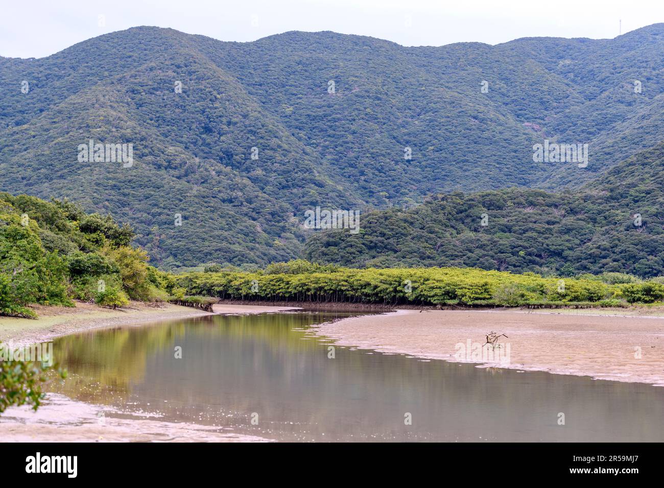 Amami Mangrove Primeval Forest (Isole Amami, Giappone meridionale) si trova dove i fiumi Sumiyo e Yakugachi incontrano l'oceano. Le principali arcobaleno Foto Stock