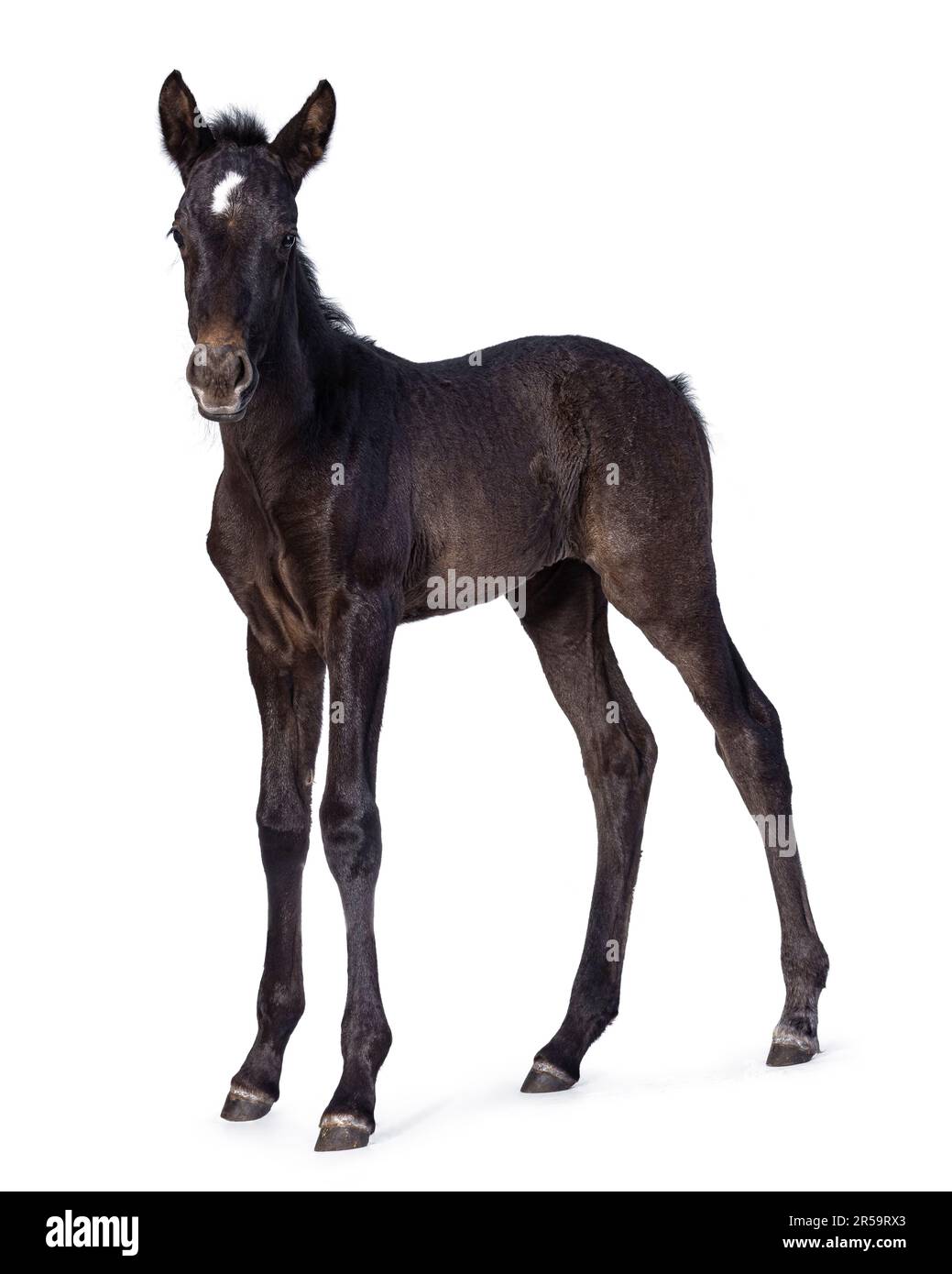 Cavallo andaluso marrone scuro di 1 mesi, aka pura raza espanola, in piedi lateralmente. Guardando verso la fotocamera. Isolato su sfondo bianco. Foto Stock