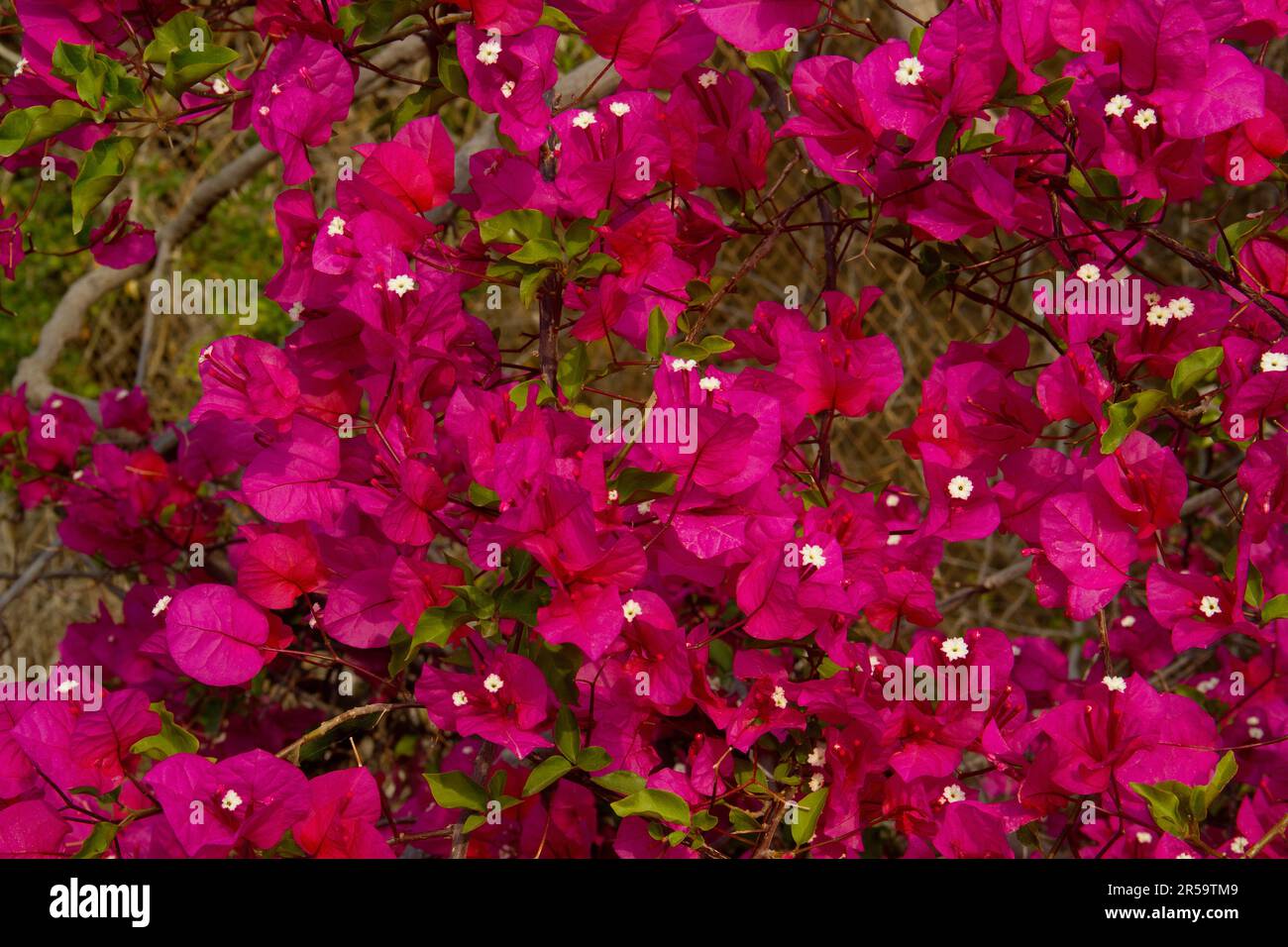 Bougainvillea rosa lussureggiante fioritura, primo piano Foto Stock