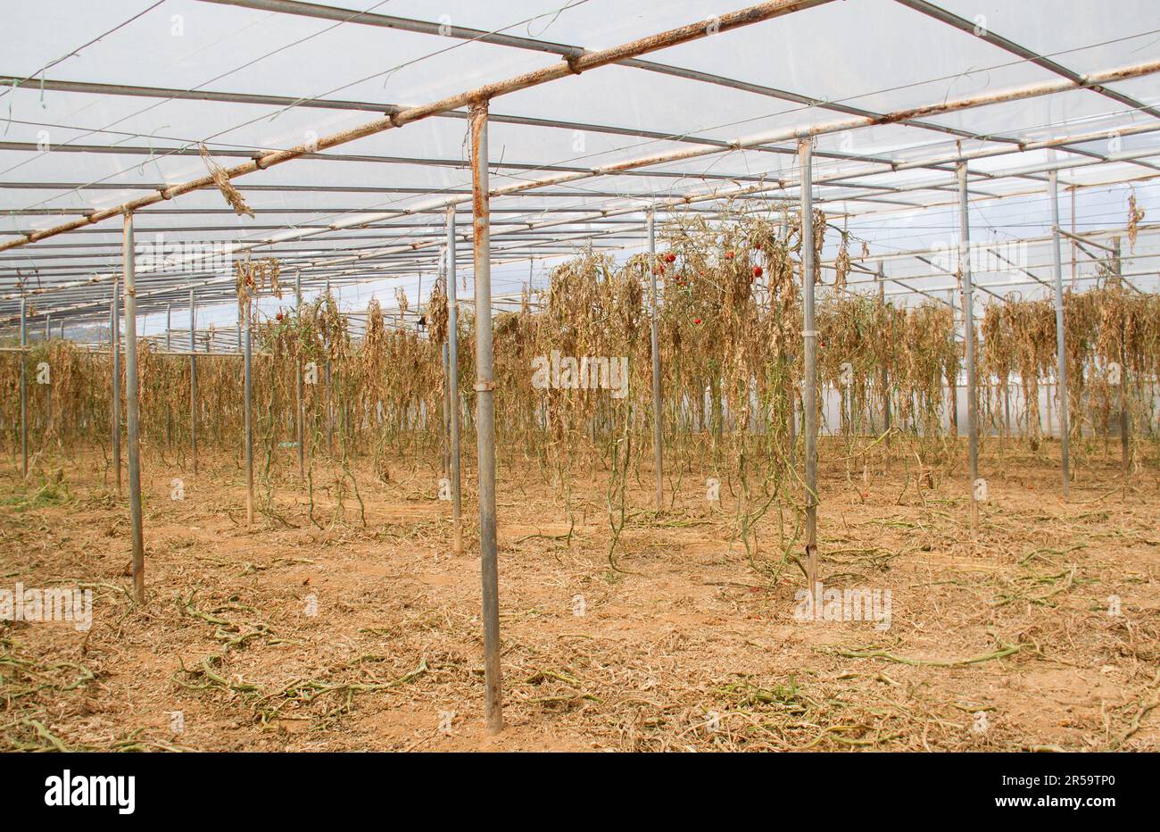 Pomodori maturi in una vecchia serra, coltivati su terreno secco giallo-marrone Foto Stock