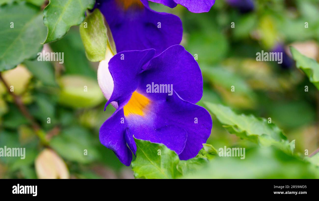Thunbergia Erecta fiori, è blu intenso viola contro giallo brillante all'interno del tubo. I nomi comuni includono il mantello del re, la vite dell'orologio di Bush, Thunbergia. Foto Stock