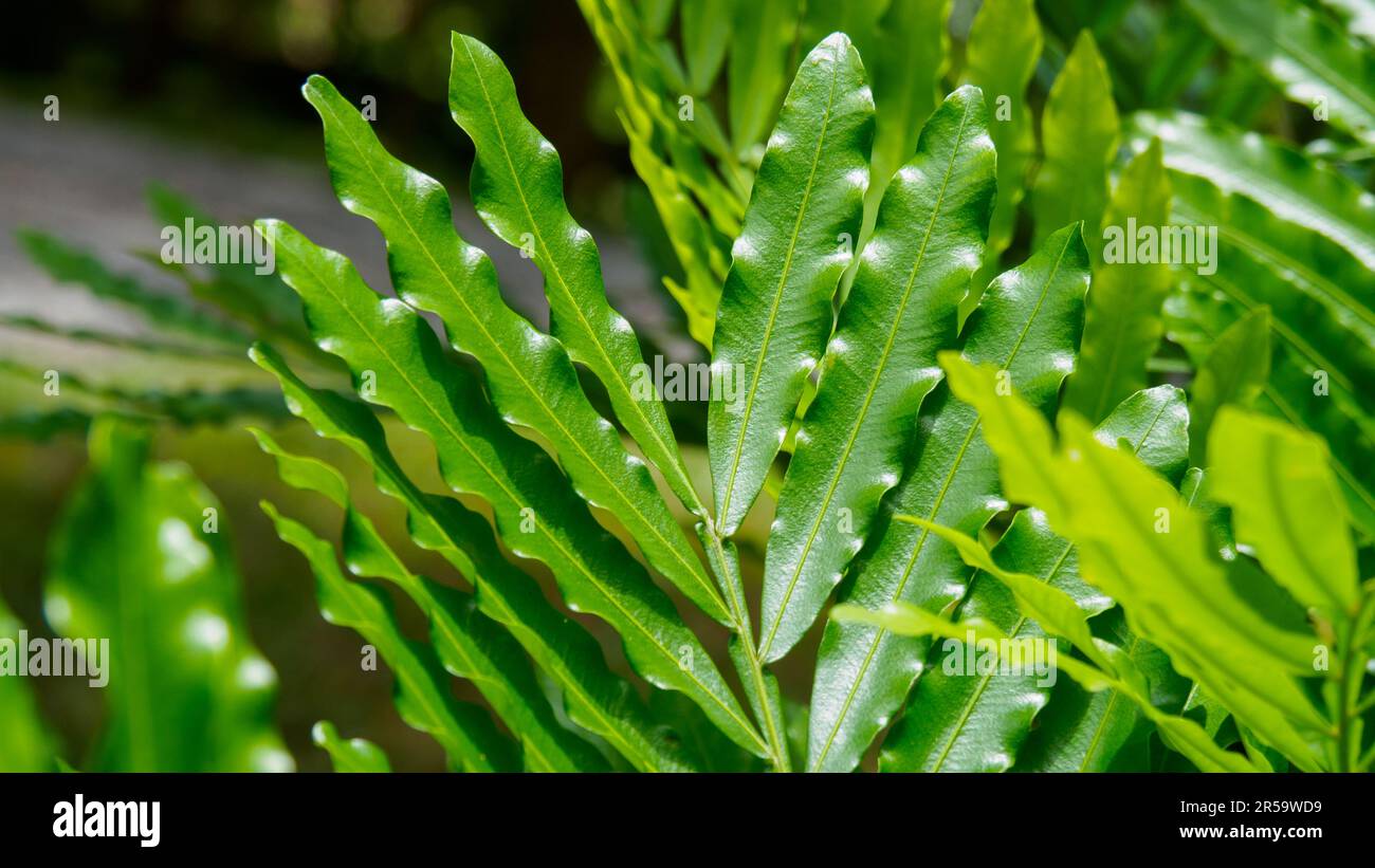 Primo piano foglie verdi di Filicium Decipiens o Fern Tree, altri nomi; Fern Leaf Tree, Katu, Puveras. Foto Stock