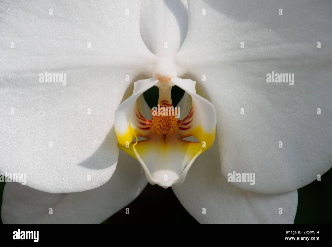 Phalaenopsis bianco estremo primo piano o conosciuto come orchidee di Moth. Una delle orchidee più popolari vendute come piante in vaso. Foto Stock