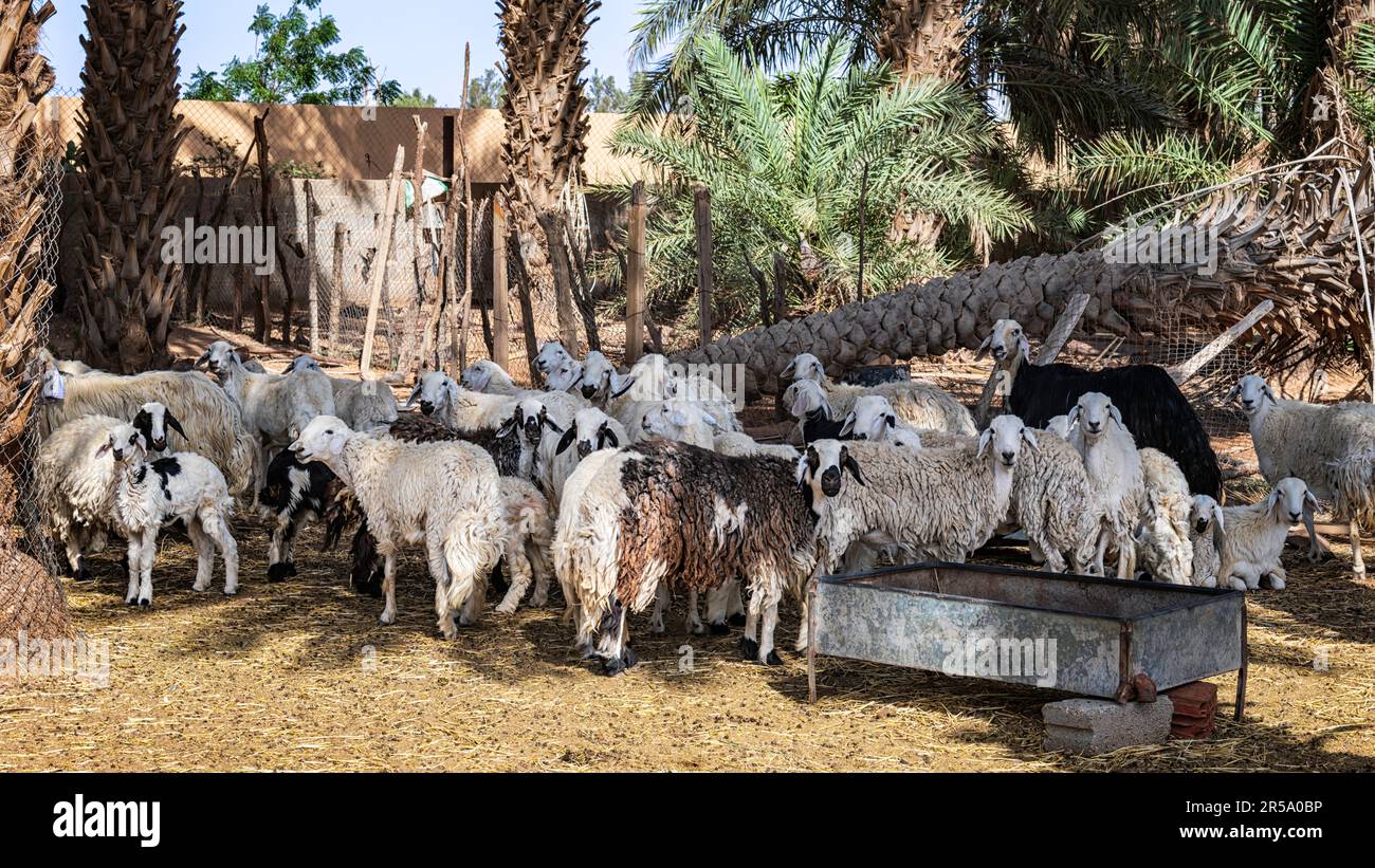 Mandria di pecore - varie vedute - Muzahmiyah Foto Stock