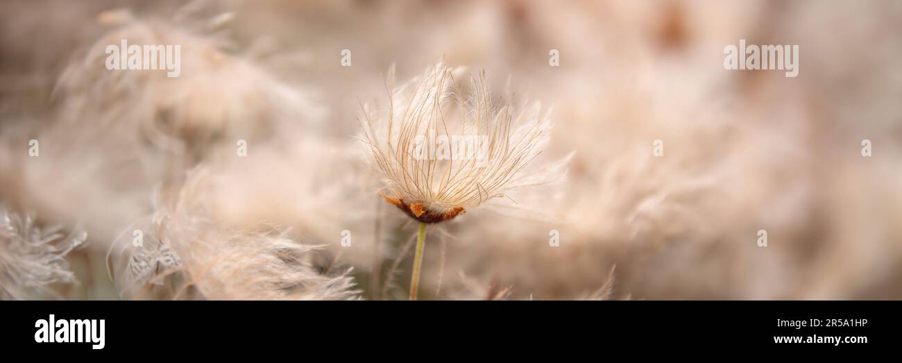 Testa di semi di fiore di Pasque primo piano nel Jasper National Park, Alberta, Canada, header panoramico Foto Stock