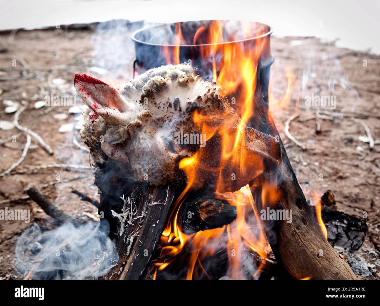 La lana è bruciata da una pecora macellata di recente Foto Stock