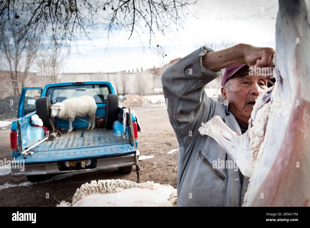 Un uomo macella una pecora in Navajo. Foto Stock