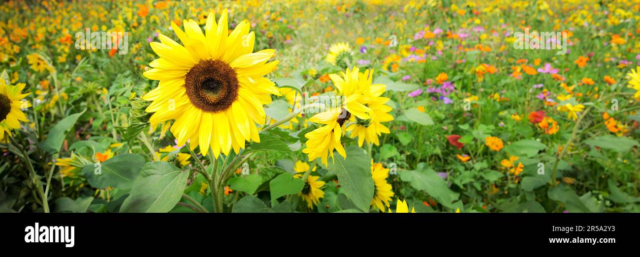 Campo di girasoli e fiori selvatici, banner web estivo panoramico Foto Stock