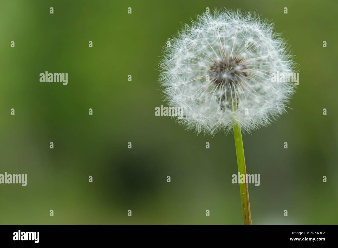 Dente di leone in natura. Testa di dente di leone su sfondo verde Foto Stock