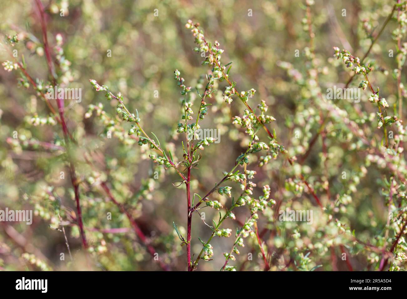 Campo di Southernwood (Artemisia campestris), fioritura, Germania Foto Stock