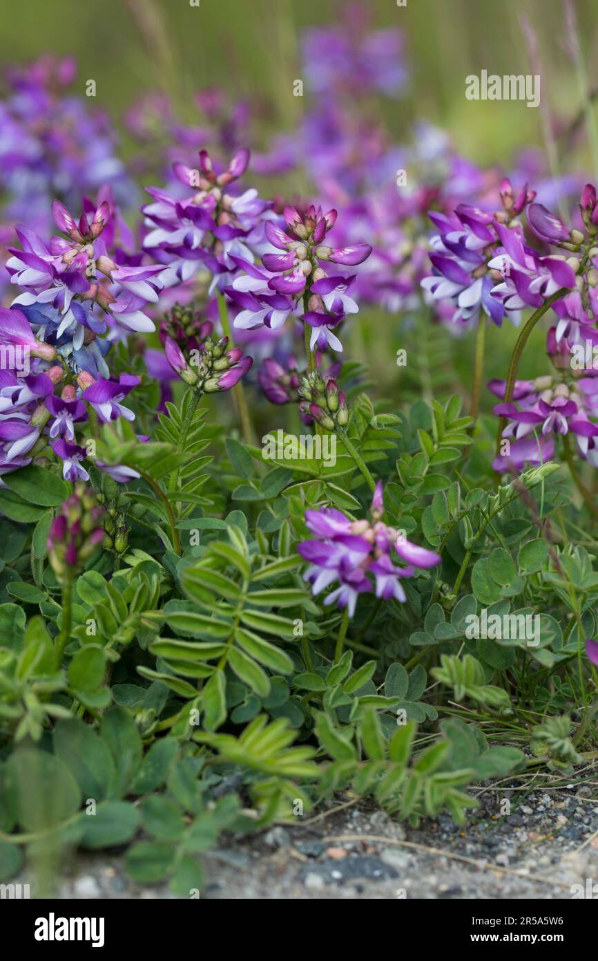 Vetch di latte alpino (Astragalus alpinus), fioritura, Scandinavia Foto Stock