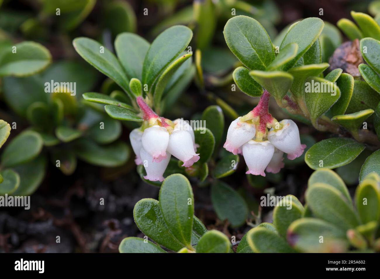 bearberry (Arctostaphylos uva-ursi), fioritura, Svezia Foto Stock