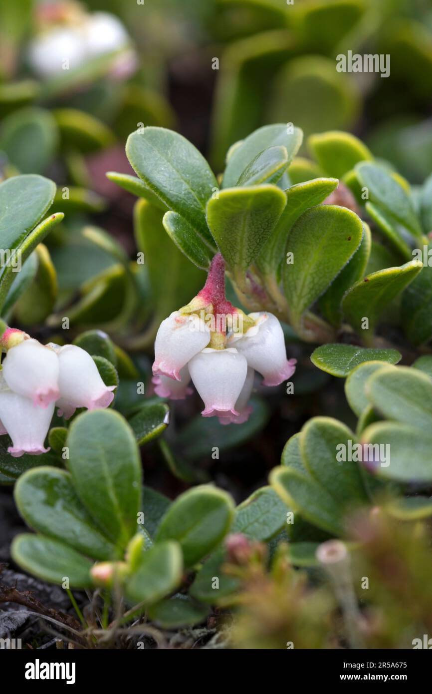 bearberry (Arctostaphylos uva-ursi), fioritura, Svezia Foto Stock