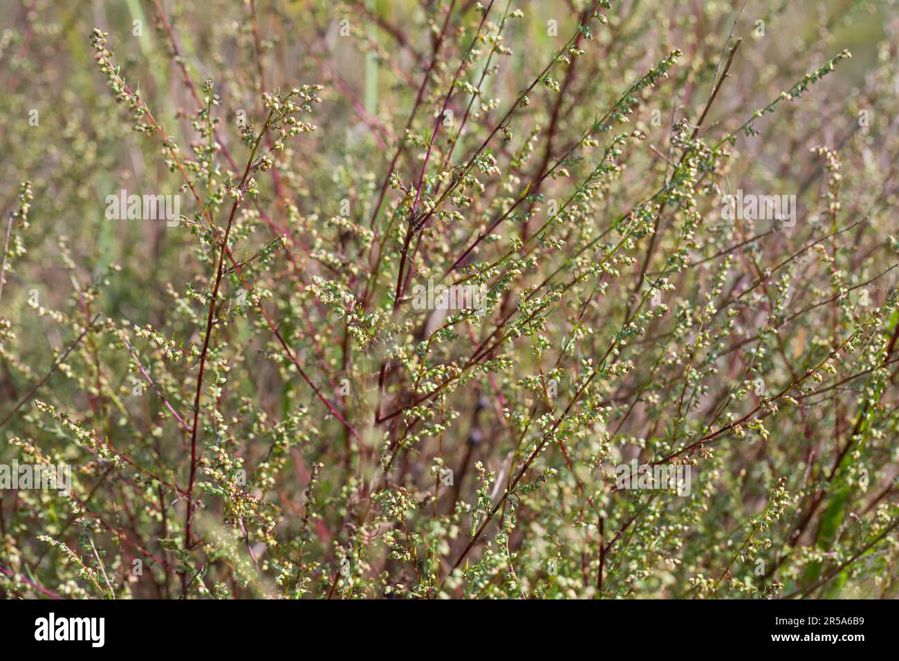 Campo di Southernwood (Artemisia campestris), fioritura, Germania Foto Stock