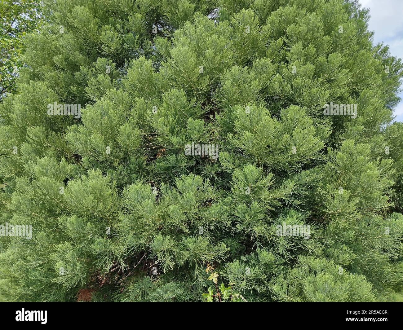 Particolare di un albero di sequoia. Sequoiadendron giganteum Foto Stock